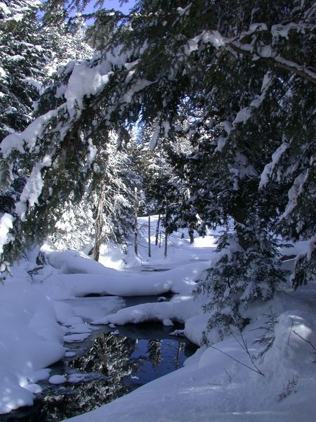 River next to the cabin.