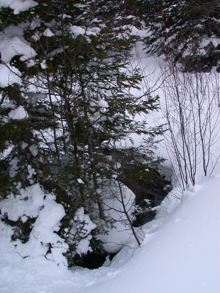 Water coming out under the pine tree.