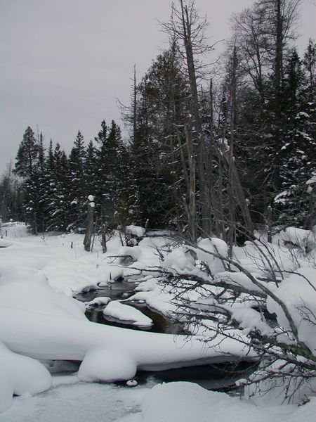 The swamp behind the cabin.