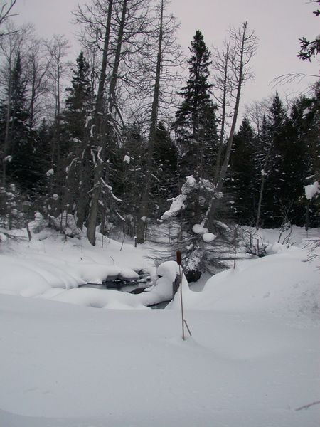 A lone cattail in the swamp behind the cabin.