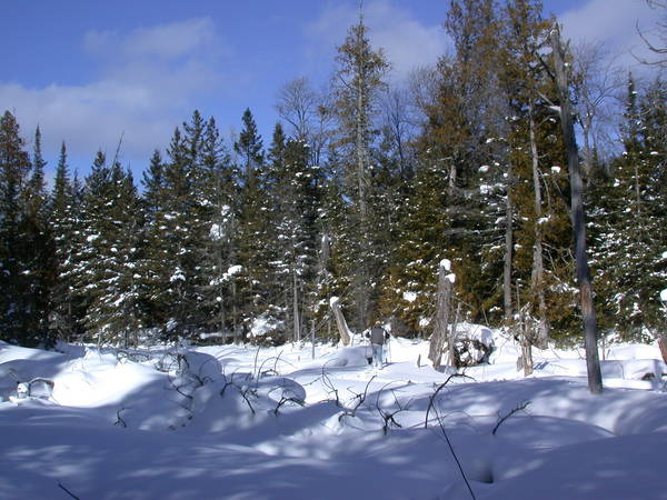 Scenery behind the cabin.Bill in the distance.