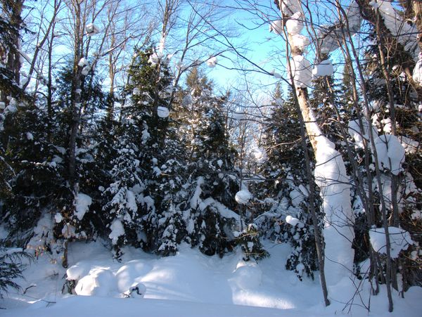 Creek and trees in front of the Cabin.