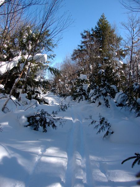 Trail along "the Loop".