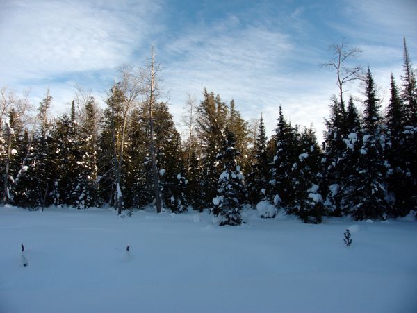 Marsh behind the Cabin.