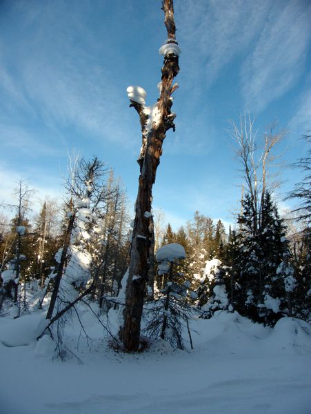 Tree with severe woodpecker damage.