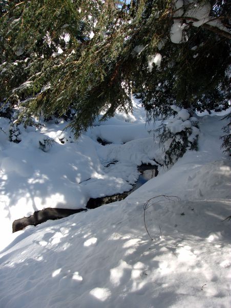 Creek near the Cabin.