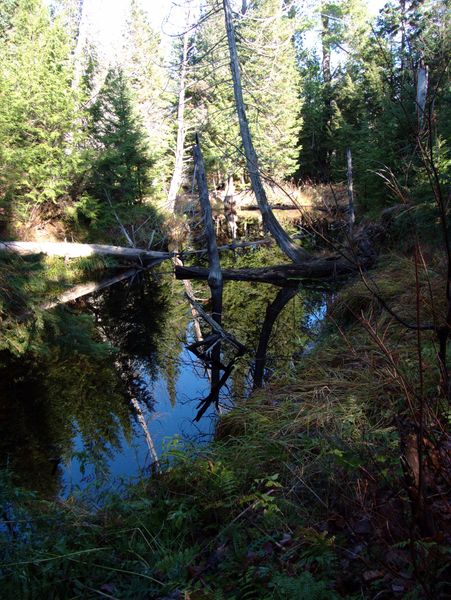 Stream near the cabin.