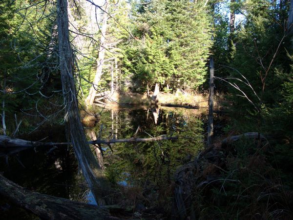 Stream near the cabin.