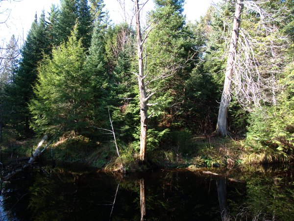 Across the beaver pond.