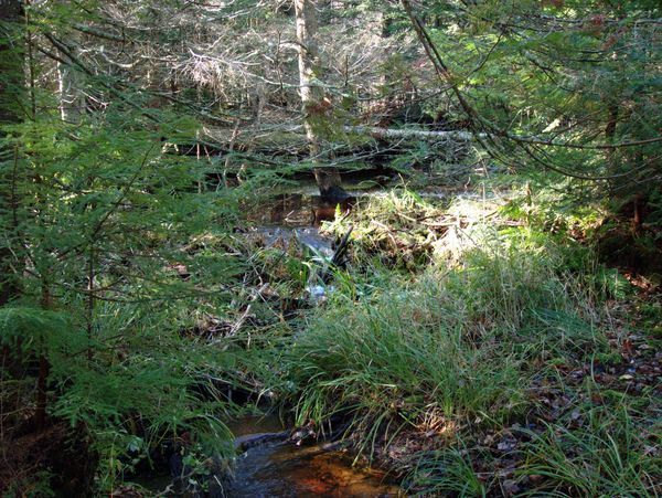 Stream near the beaver pond.