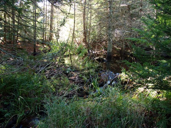 Small waterfall created by the beaver dam.