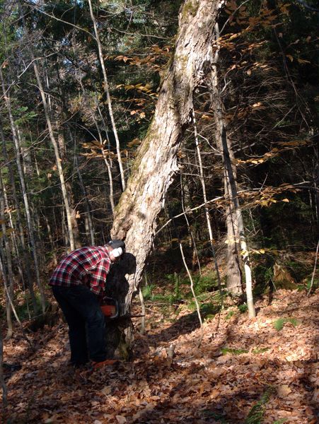 Doug using his chainsaw on a dead tree.