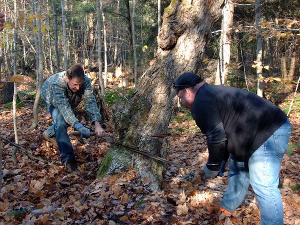 Jon and Ed using the two man saw on the tree.