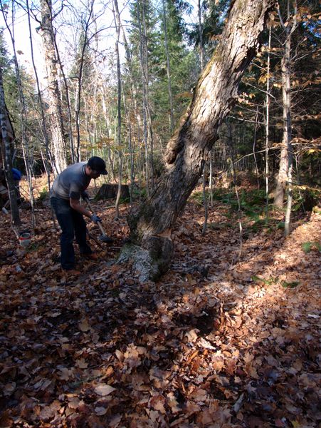 Doug pounding a wedge into the tree.