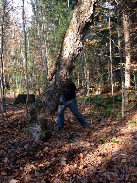 Paul taking an axe to the tree.