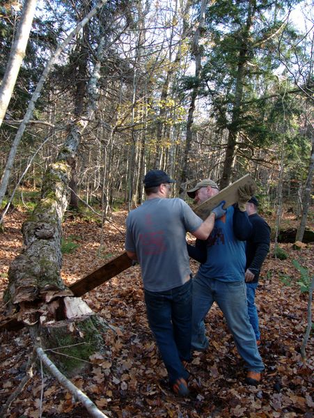 Levering the tree off the stump.