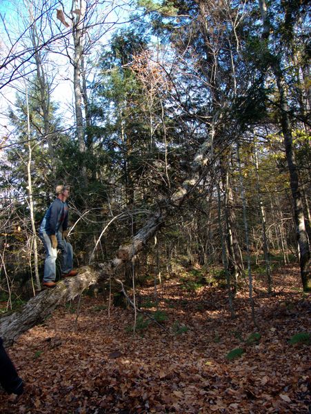 Paul "riding" the tree trying to get it to fall.