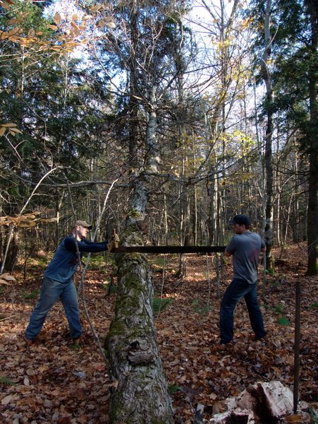 Paul and Doug using the two man saw on the tree.