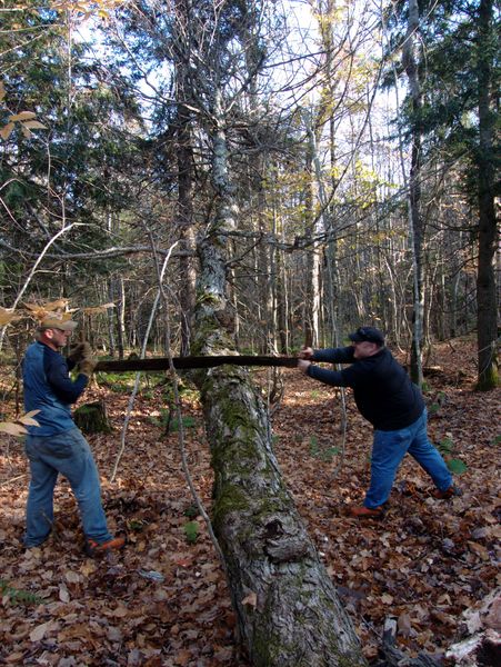 Paul and Jon using the two man saw on the tree.