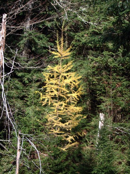 A small, yellow pine tree.