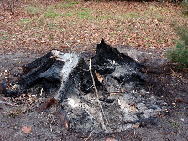 What is left of the stump.