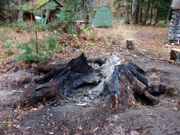 What is left of the stump.