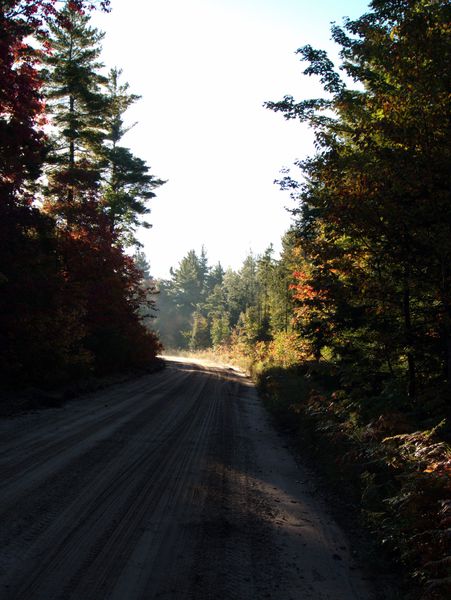 Fall colors along McCloud Grade.