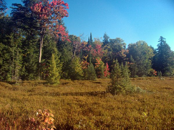 Fall colors across a field.