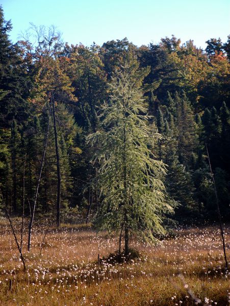 Tree in the field.