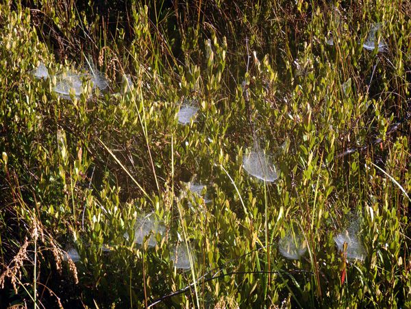 Spider webs in the field.