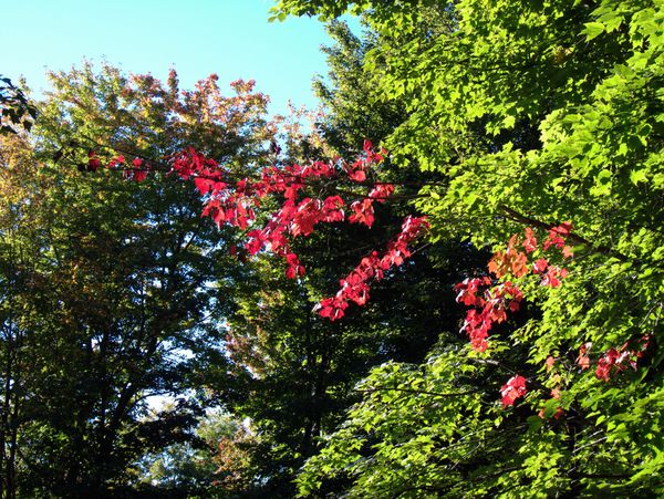 Single branch with red leaves.