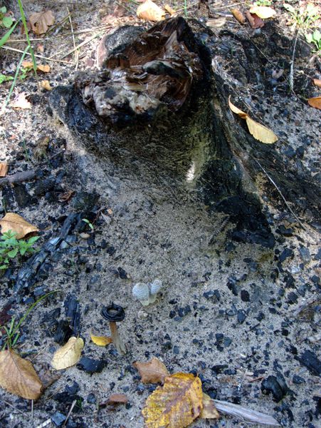 Mushrooms growing by burned out stump.