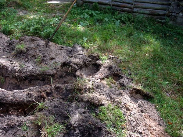 More of the root near the Cabin.