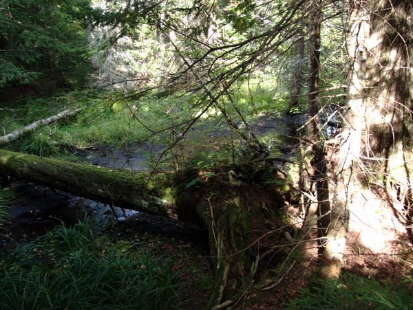 Creek near the Cabin.
