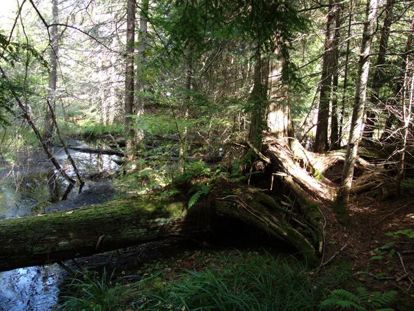 Creek near the Cabin.