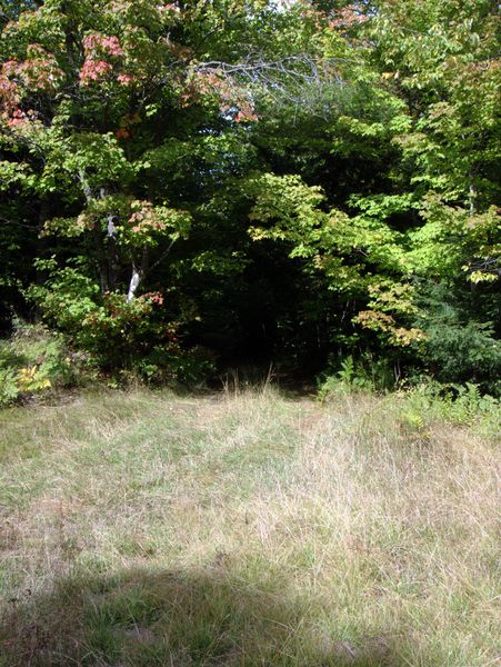 Driveway into the Cabin.