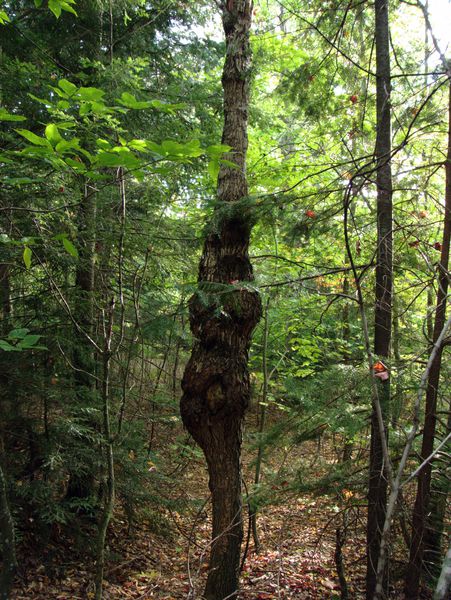 Tree near Camp A&A heights.