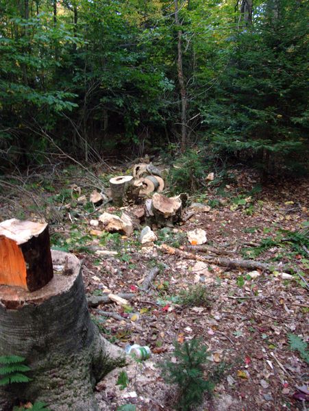 Wood harvested from a dead tree.