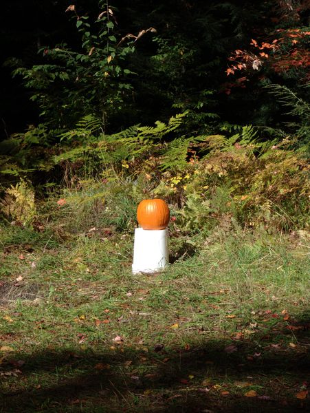 Pumpkin ready for destruction.