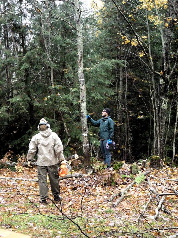 Doug and Andy clearing out some small trees.