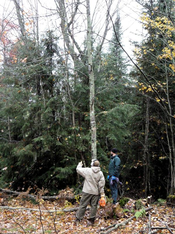 Doug and Andy figuring out how to not hit the Cabin with the tree.