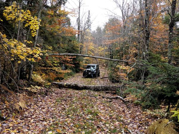 Moving the tree with a pulley on the winch.