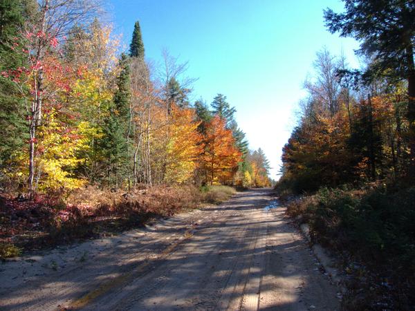 More fall colors along McCloud Grade.