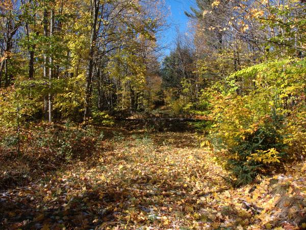 Typical trail in the woods as seen in the fall.