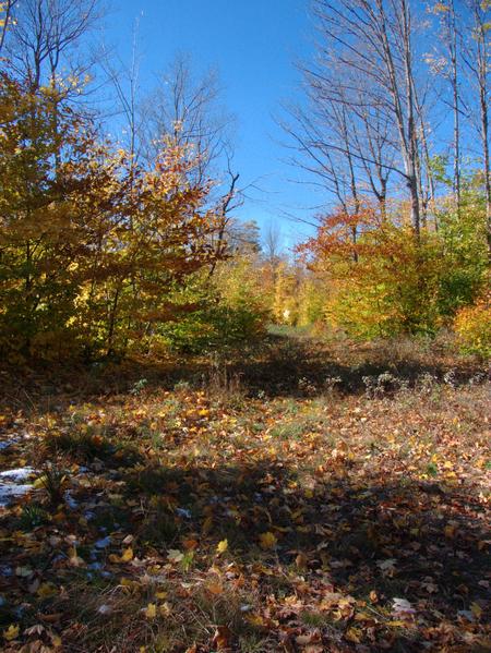 Another trail in the woods.