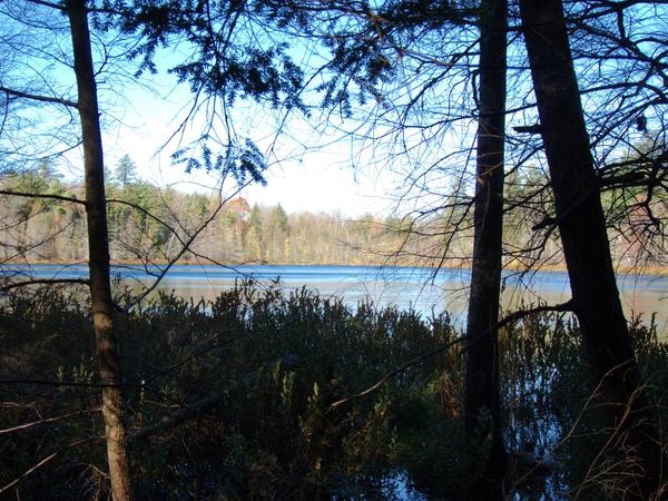 A small lake in the woods.