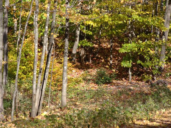 Deer in the woods (in the center of the shot).