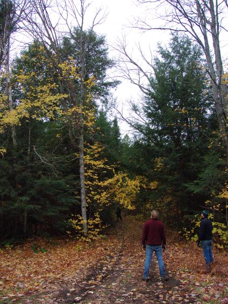 Bill and Mike figuring out how to remove a split tree leaning precariously toward the Cabin.