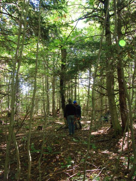 Preparing to cut down a standing, dead tree.