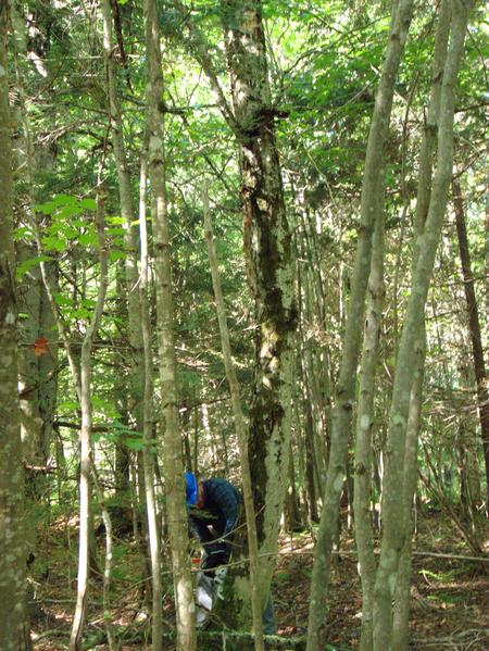 Andy cutting down a standing, dead tree.